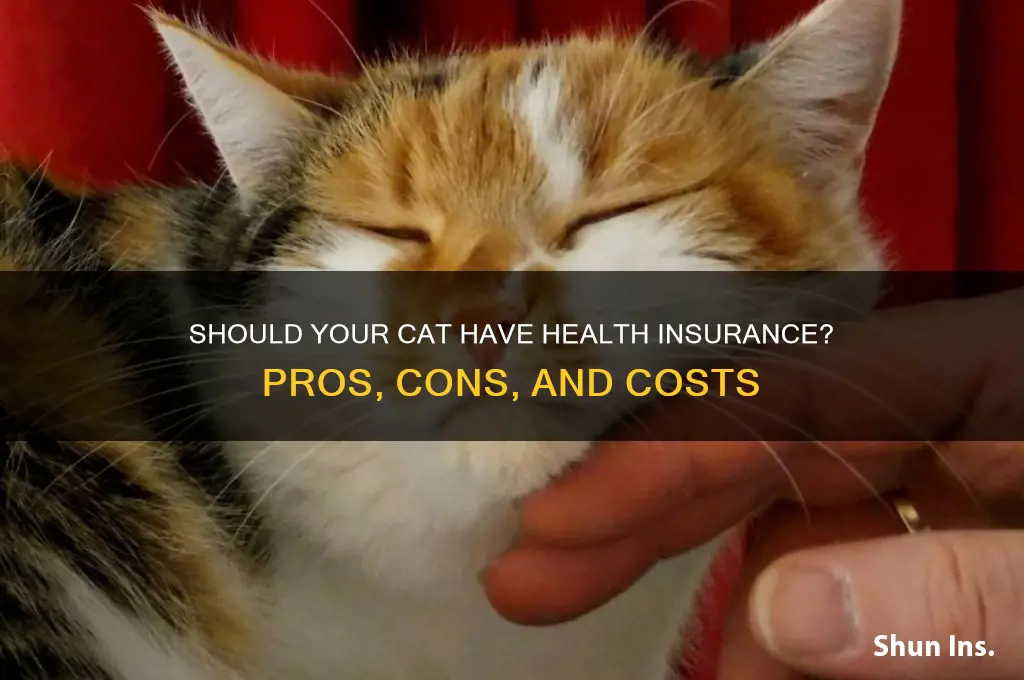 should a cat have health insurance