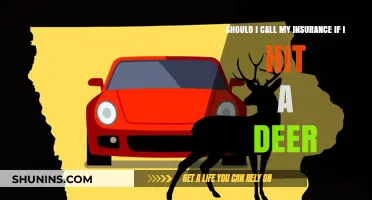 Deer Collision: When to Call Your Insurance Company
