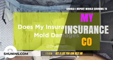 Report Mold to Your Insurance: When and Why?