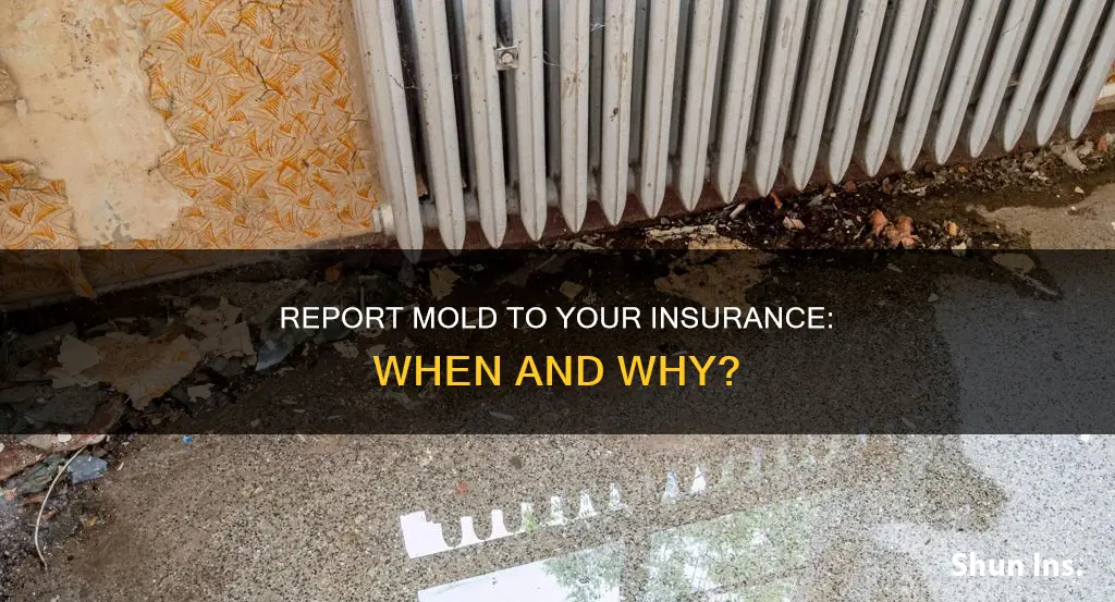 should I report mould growing to my insurance co