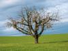 term life insurance