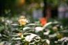 term life insurance
