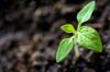term life insurance