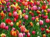 term life insurance