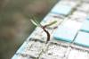 term life insurance