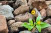 term life insurance