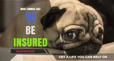 Unusual Pet Policies: Which Animals Require Mandatory Insurance Coverage?