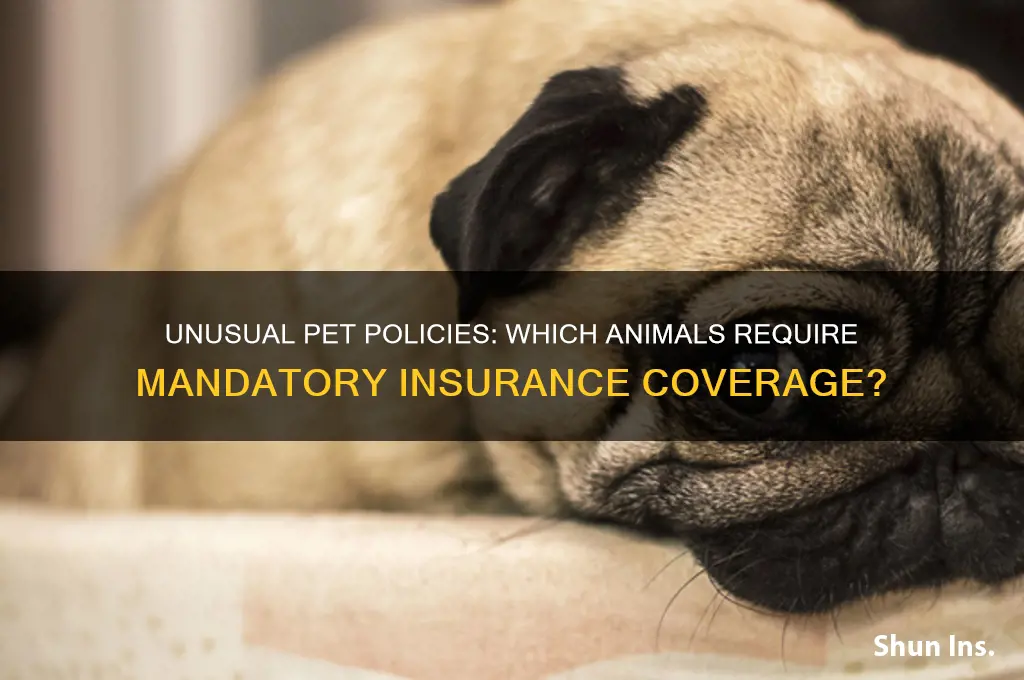 what animal has to be insured