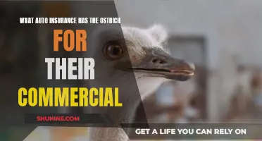 Ostrich Commercials: Which Auto Insurance Company Uses Them?