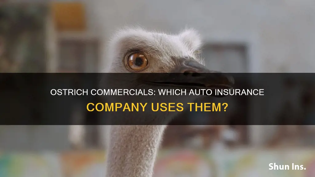 what auto insurance has the ostrich for their commercial