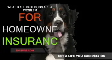 Home Insurance: Dog Breeds That Bite Policies