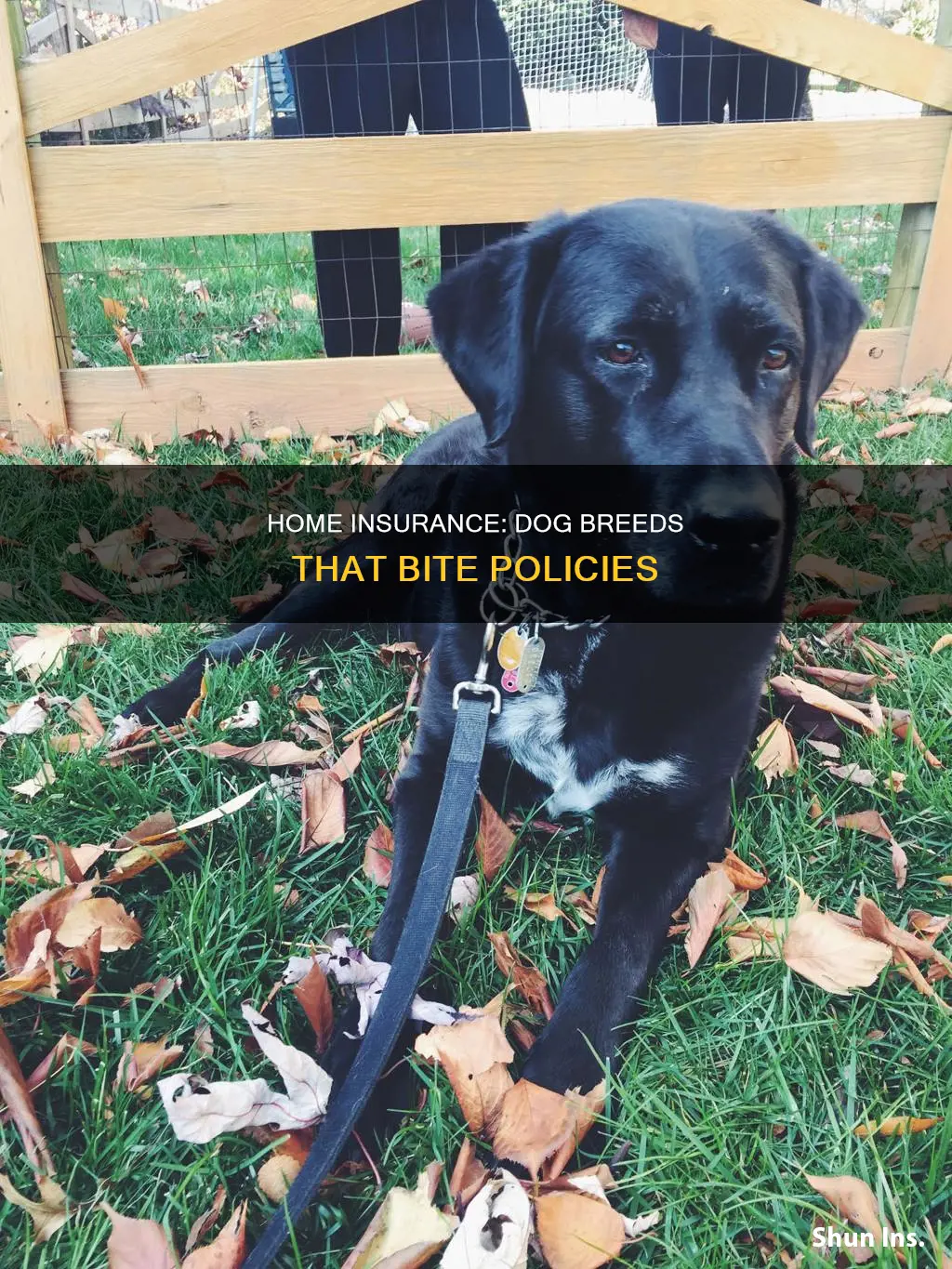 what breeds of dogs are a problem for homeowners insurance