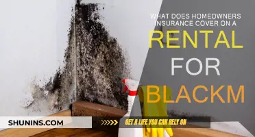Black Mold: What Home Insurance Covers for Renters