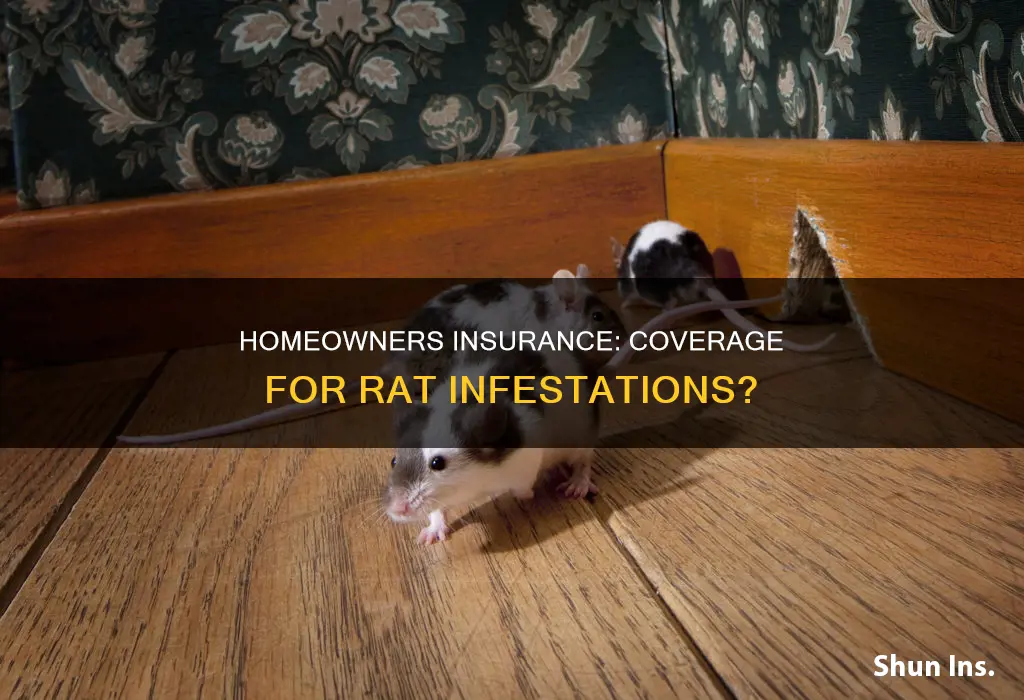 what does homeowners insurance cover rat infestation