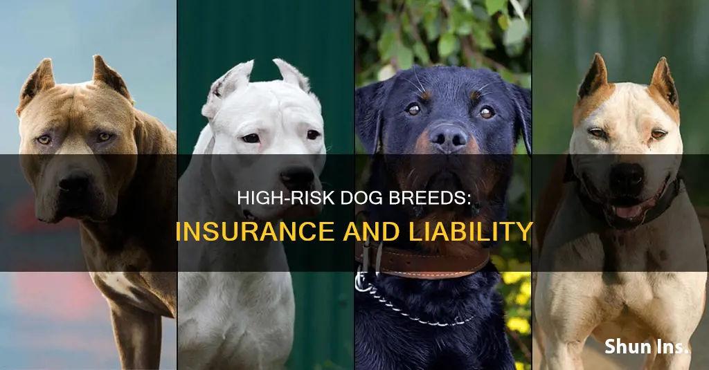 what dog breeds are high risk insurance