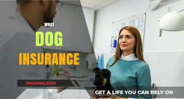 Dog Insurance: What You Need to Know