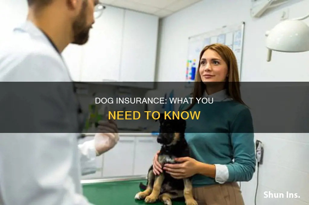 what dog insurance