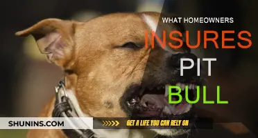 Insuring Your Pit Bull: What Homeowners Need to Know