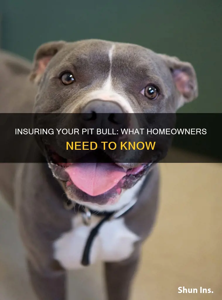 what homeowners insures pit bull