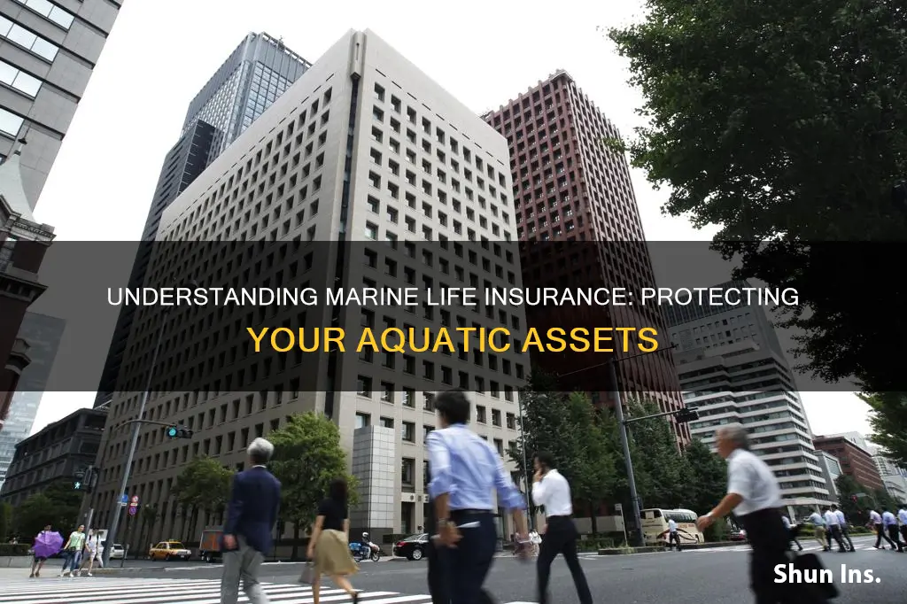 what is 6 marine life insurance