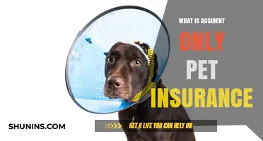 Accident-Only Pet Insurance: What You Need to Know