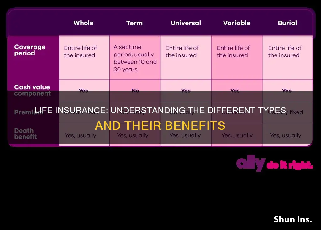 what is different types of life insurance