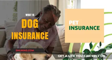 Understanding Dog Insurance: Benefits, Costs, and Why It’s Essential