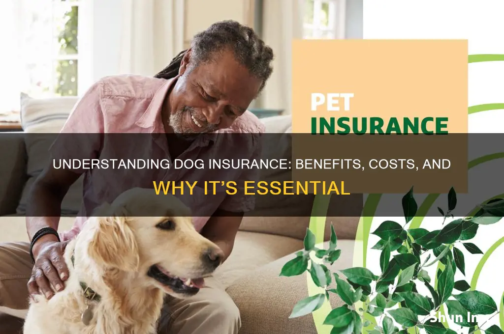 what is dog insurance