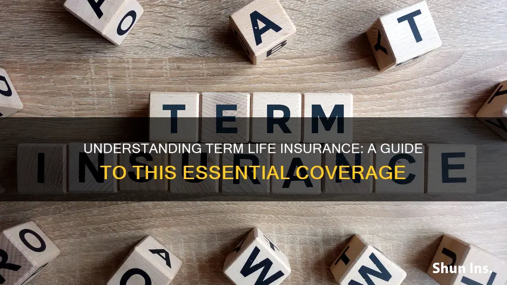 what is term lofe insurance