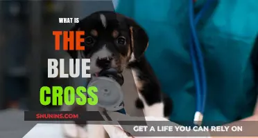 Understanding Blue Cross: Comprehensive Pet Care