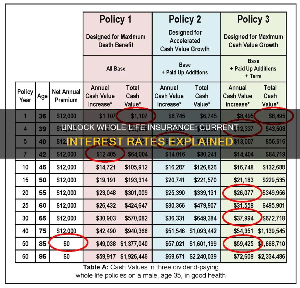 what is the current interest rate for whole life insurance