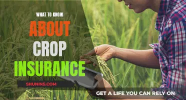 Understanding Crop Insurance: A Comprehensive Guide for Farmers