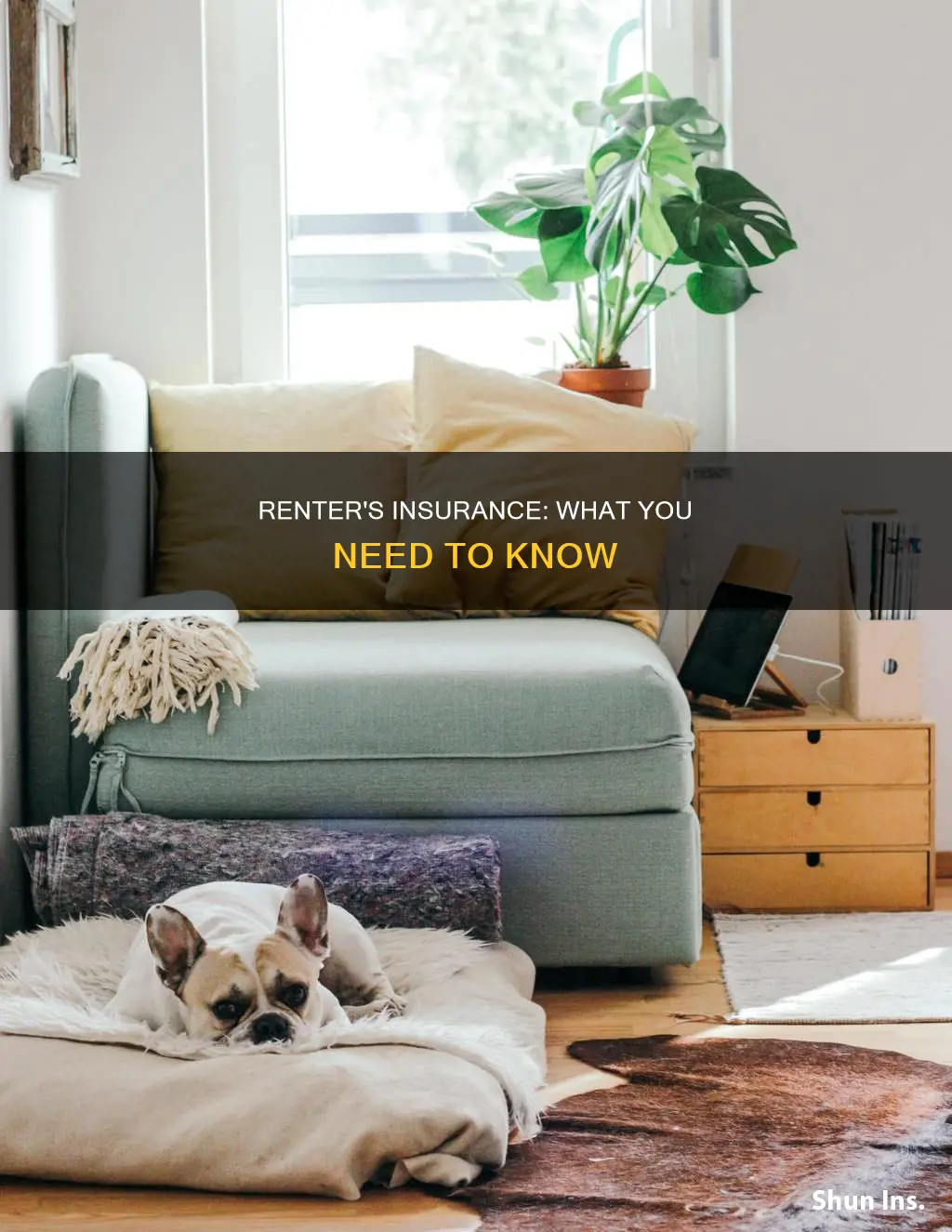 what you should know about renter