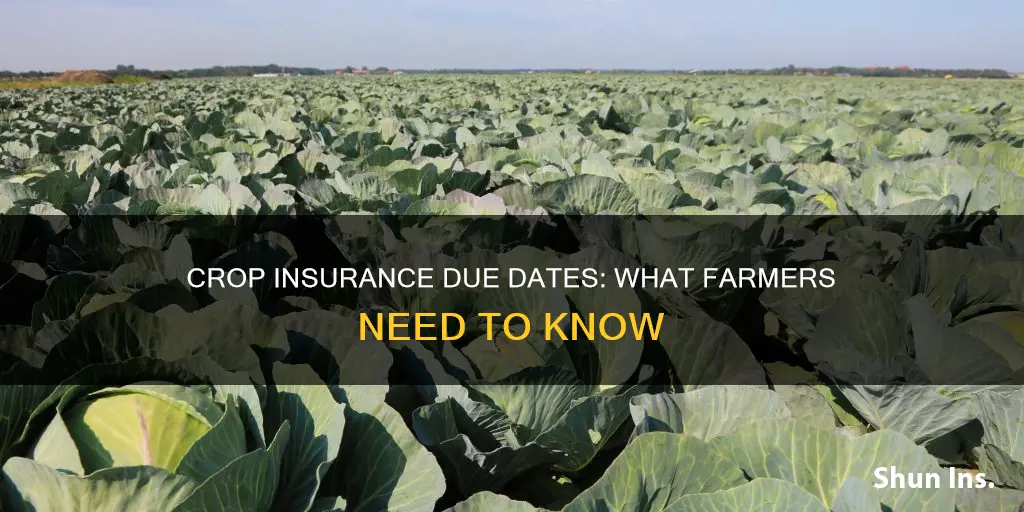 when is federal crop insurance due
