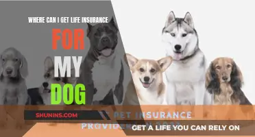 Life Insurance for Dogs: Exploring Your Options