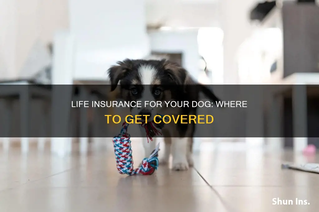 where can I get life insurance for my dog