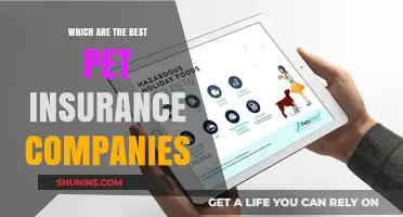 Top Pet Insurance Providers: Comprehensive Coverage for Your Furry Friends