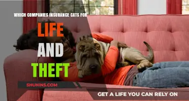 Top Companies Offering Lifetime and Theft Insurance for Cats