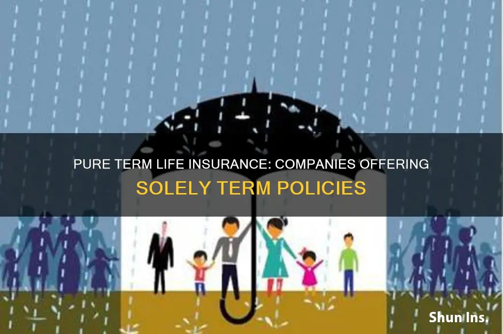 which companies offer only term life insurance and nothing else