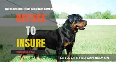 Dog Breeds Often Denied by Insurance Companies: What You Need to Know