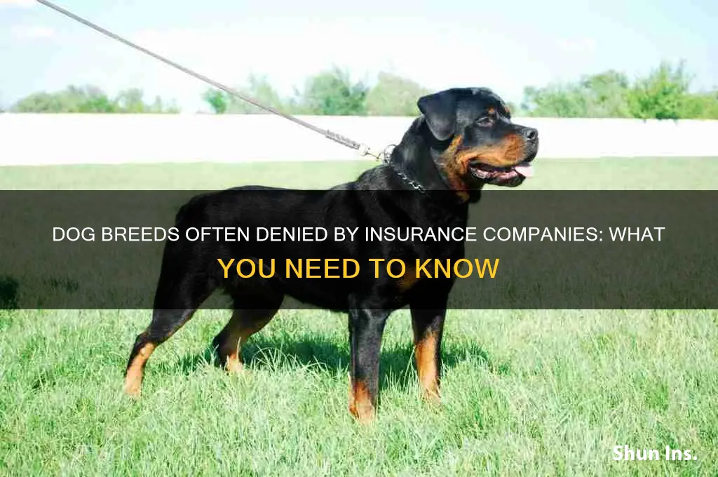 which dog breeds do insurance companies refuse to insure