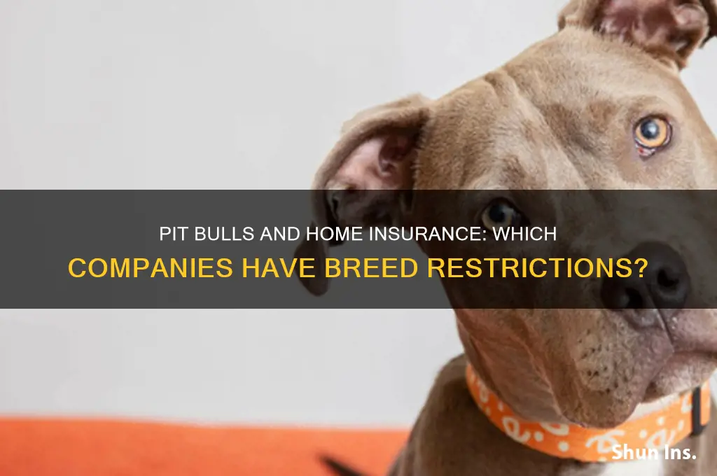 which himeowner insurance companies black list pit bull dogs
