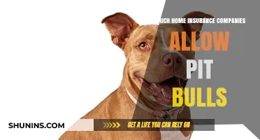 Pit Bull-Friendly Home Insurance: Top Companies That Allow Your Pet