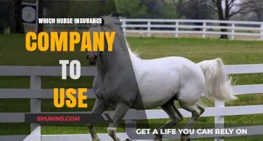 Choosing the Best Horse Insurance: A Comprehensive Guide for Owners