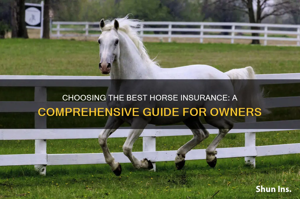 which horse insurance company to use