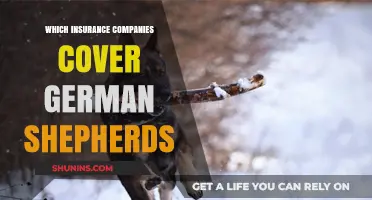 Best Insurance Providers for German Shepherd Owners: Coverage Options Revealed