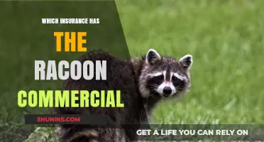 Raccoon Commercials: Which Insurance Company Is It?