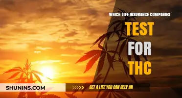 Life Insurance THC Testing: Which Companies Screen for Cannabis Use?