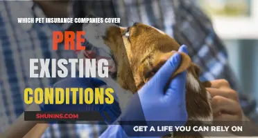 Pet Insurance Providers That Cover Pre-Existing Conditions: A Guide
