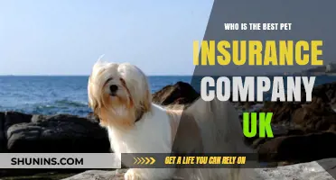 Top UK Pet Insurance Providers: Who Offers the Best Coverage?